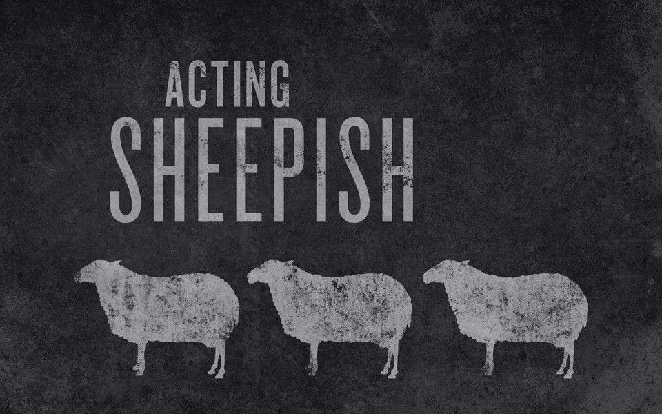 Acting Sheepish